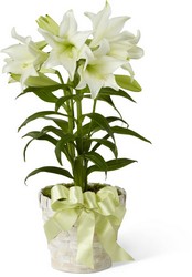 Easter Lily Plant -A local Pittsburgh florist for flowers in Pittsburgh. PA